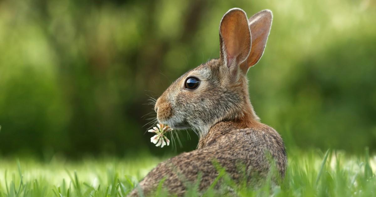 A brown rabbit sits in the grass while munching on a clover flower