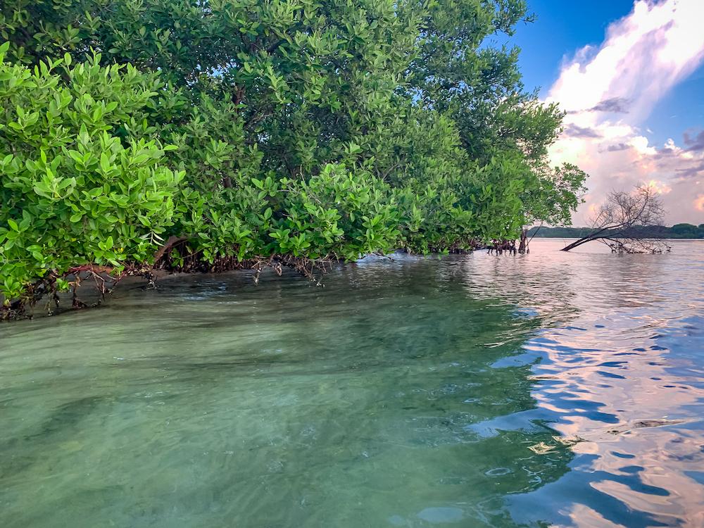 Mangrove forest in the Florida Keys