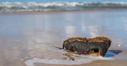 A shoe washed on the sand beach (Representative Cover Image Source: Getty Images | George Pachantouris)