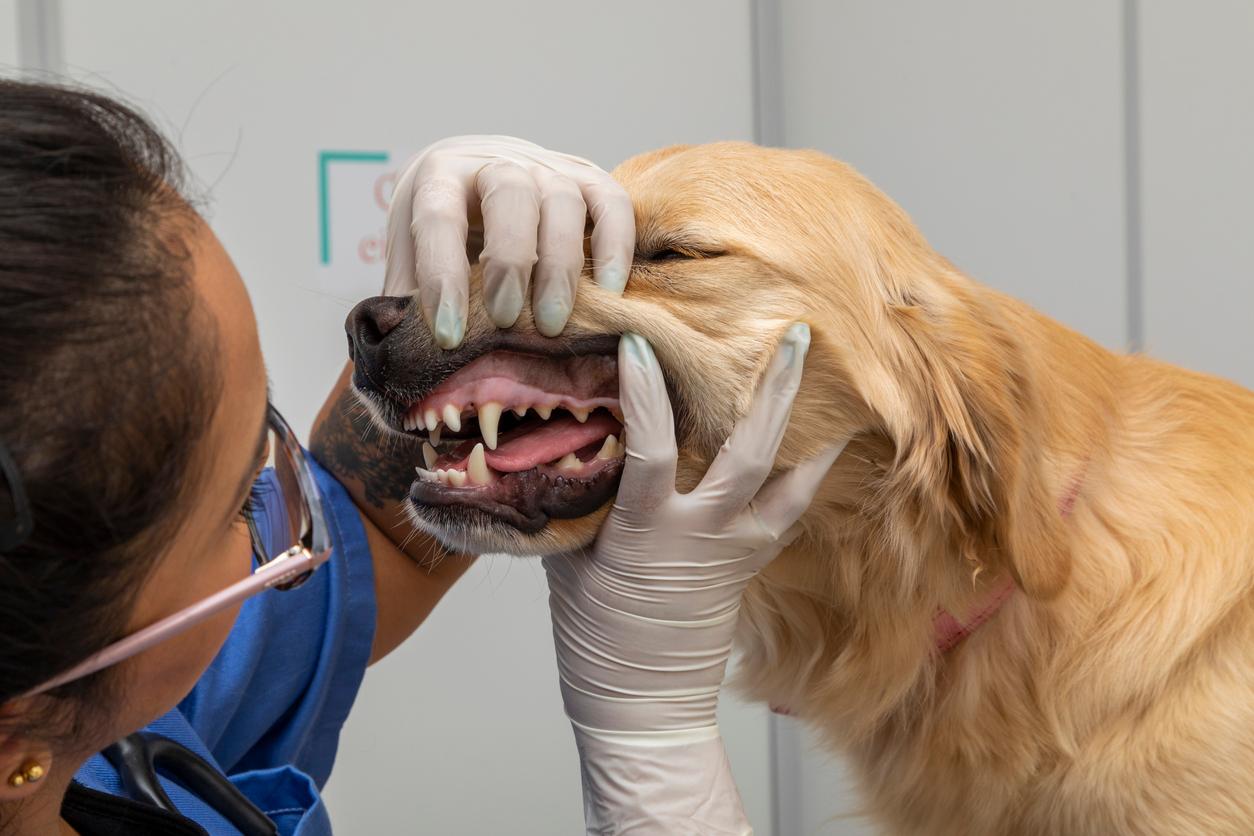 A veterinarian inspects a dog's mouth while wearing gloves.