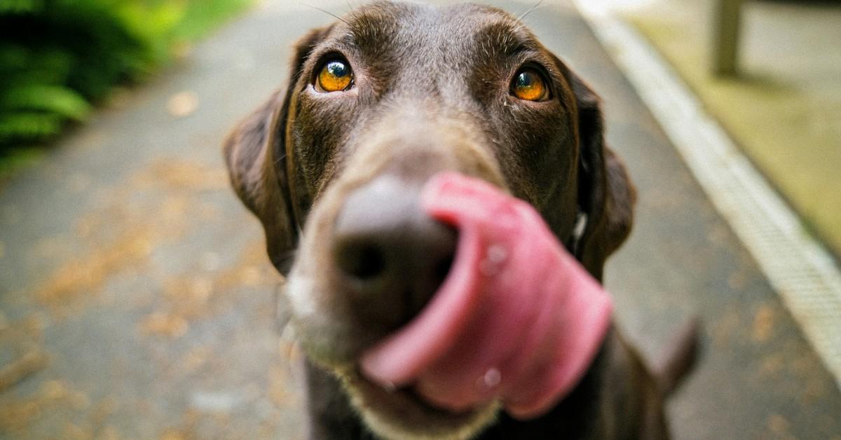 A closeup of a brown dog looking excited while licking his lips