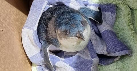 A blue penguin wrapped in blankets.