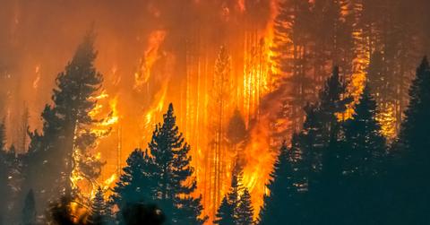 Wildfire in a forest