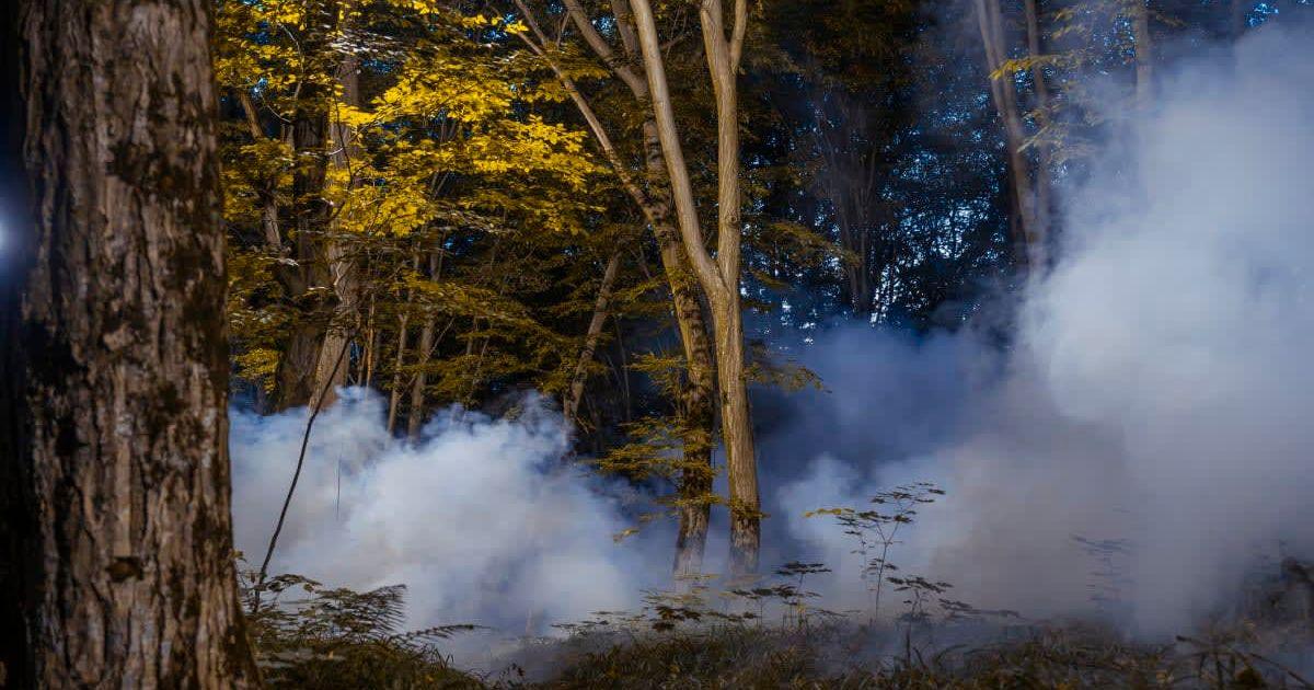 Thick smoke whiffing out from a cluster of trees as a tree explodes due to extreme cold (Representative Cover Image Source: Getty Images | Artem Hvozdkov)