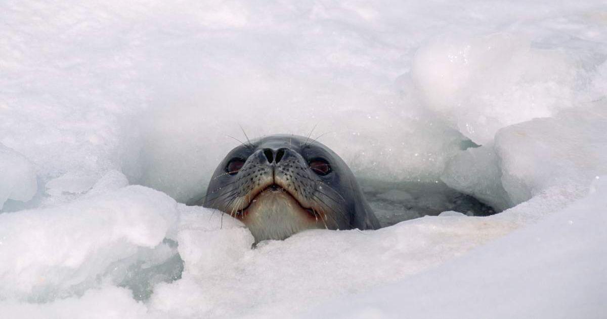 Weddell Seal Looks Out From Hole in Antarctic Ice (Cover Image Source: Getty Images/Photo by Mountain Light Photography / Contributor)