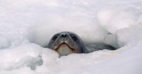 Weddell Seal Looks Out From Hole in Antarctic Ice (Cover Image Source: Getty Images/Photo by Mountain Light Photography / Contributor)