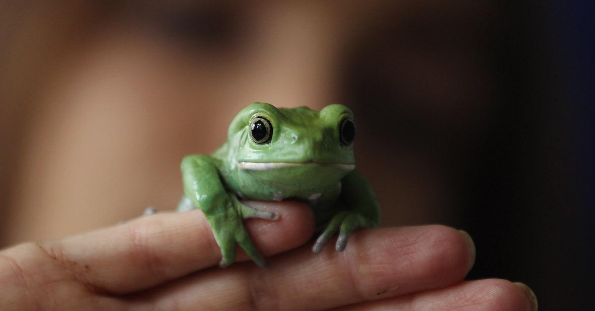 Frog