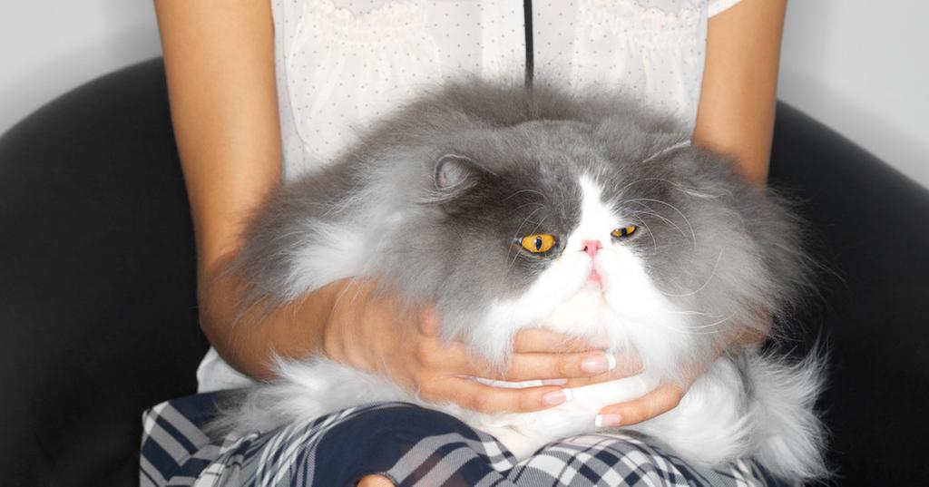 Cat Purring On Lap