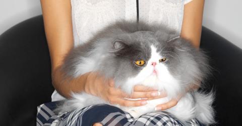 what does it mean when my cat purrs