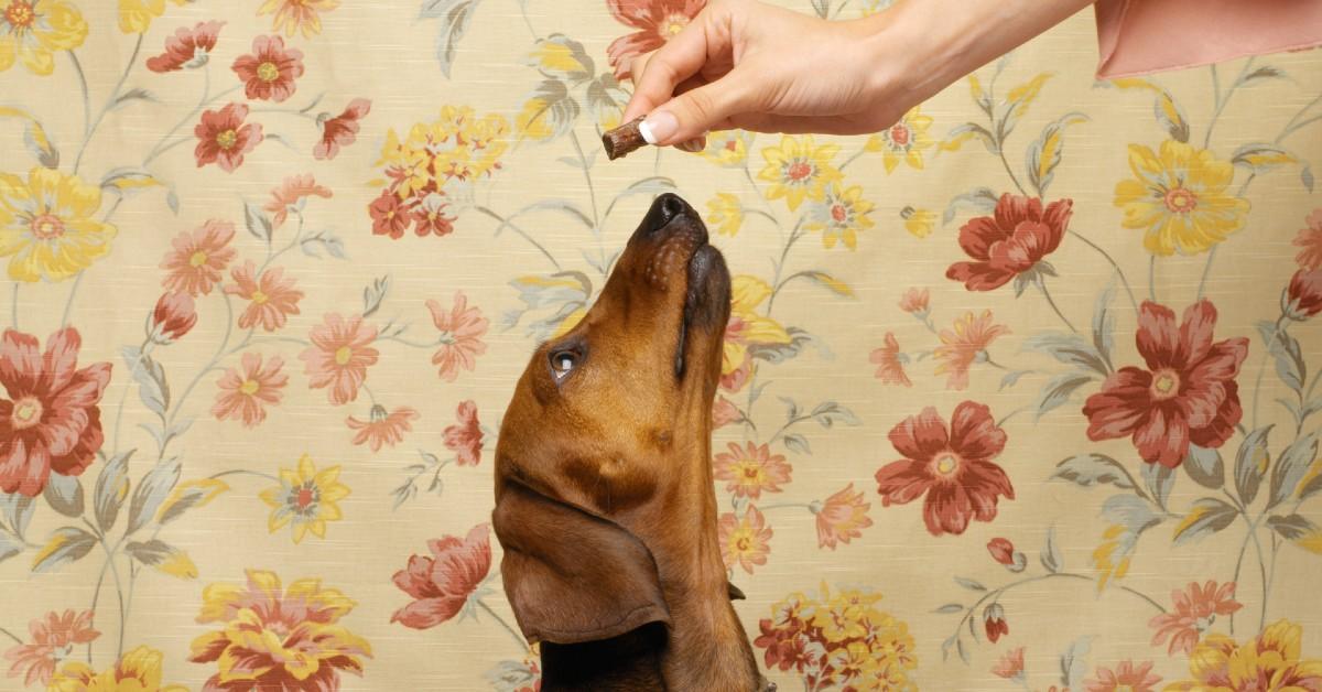 how-to-make-your-dog-throw-up-in-a-medical-emergency