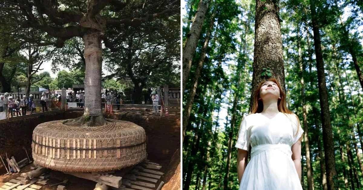 (L) Nemawashi, Japanese tradition of relocating trees (Cover Image Source: Reddit | u/AristonD) | (R) Japanese woman embracing trees (Representative Cover Image Source: Getty Images | Run Photo)