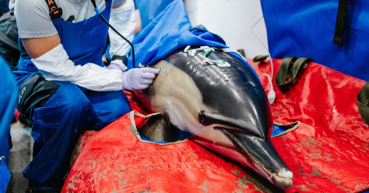 A veterinarian monitors a stranded common dolphin before their release. 