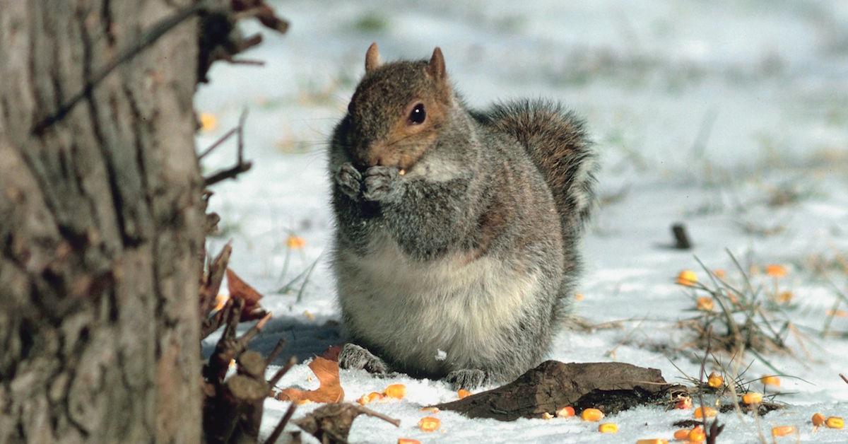 How to keep squirrels out of the garden