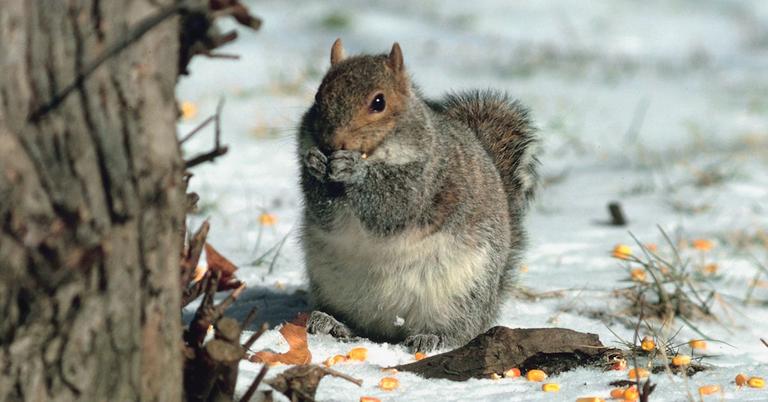 How to Keep Squirrels Out of the Garden