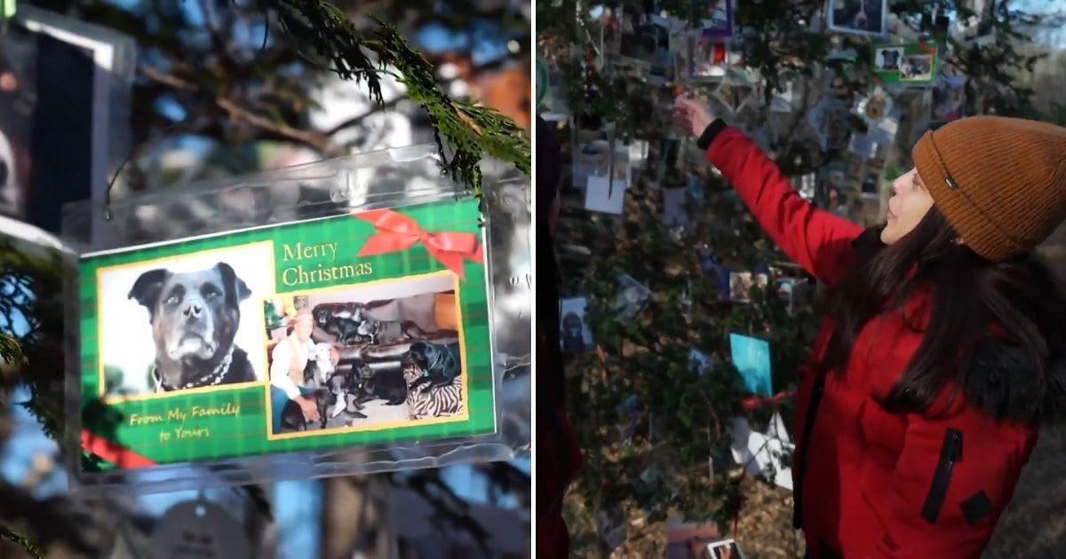 A pet memorial Christmas tree in Central Park that paid tribute to deceased pets. (Cover Image Source: YouTube | NBC News)