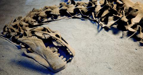 Did climate change kill the dinosaurs?