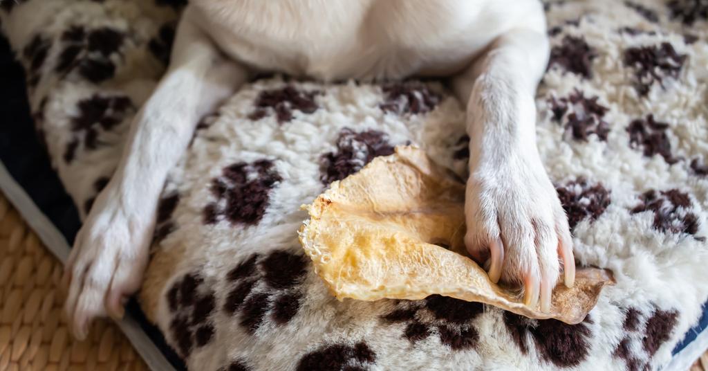 What You Need to Know About Rawhides Vs. NoHides