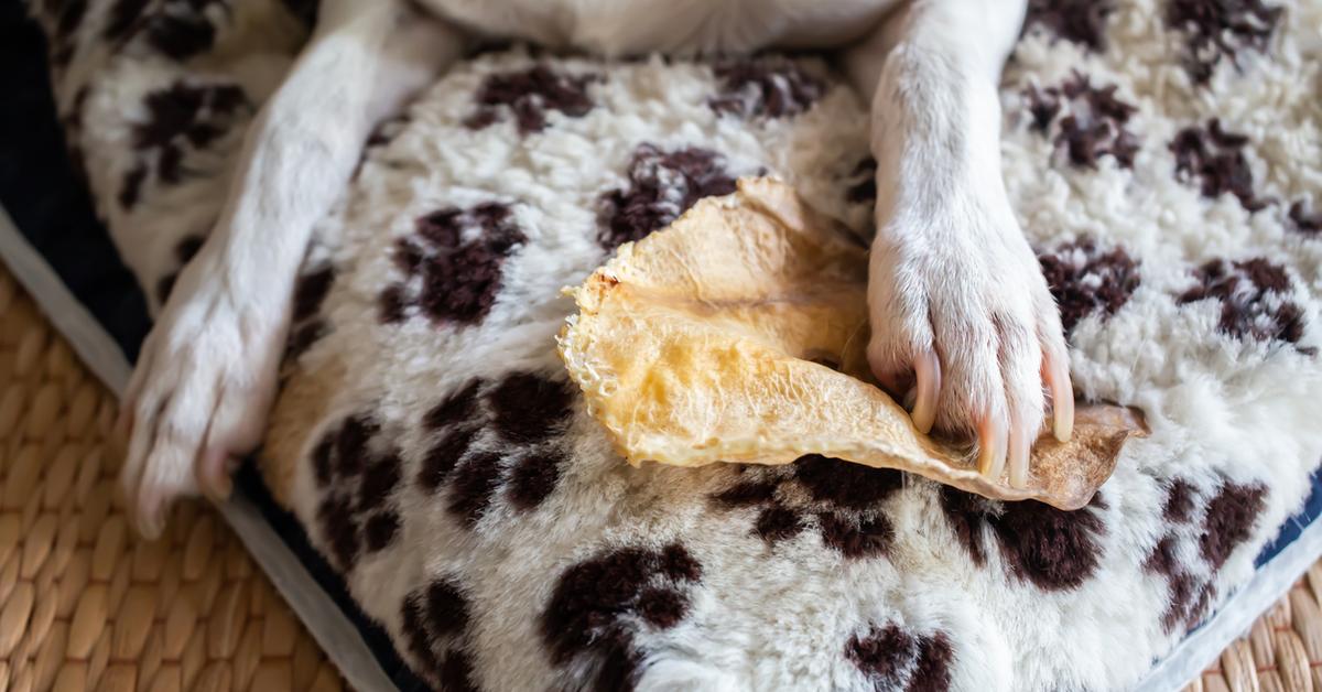 What You Need to Know About Rawhides Vs. NoHides