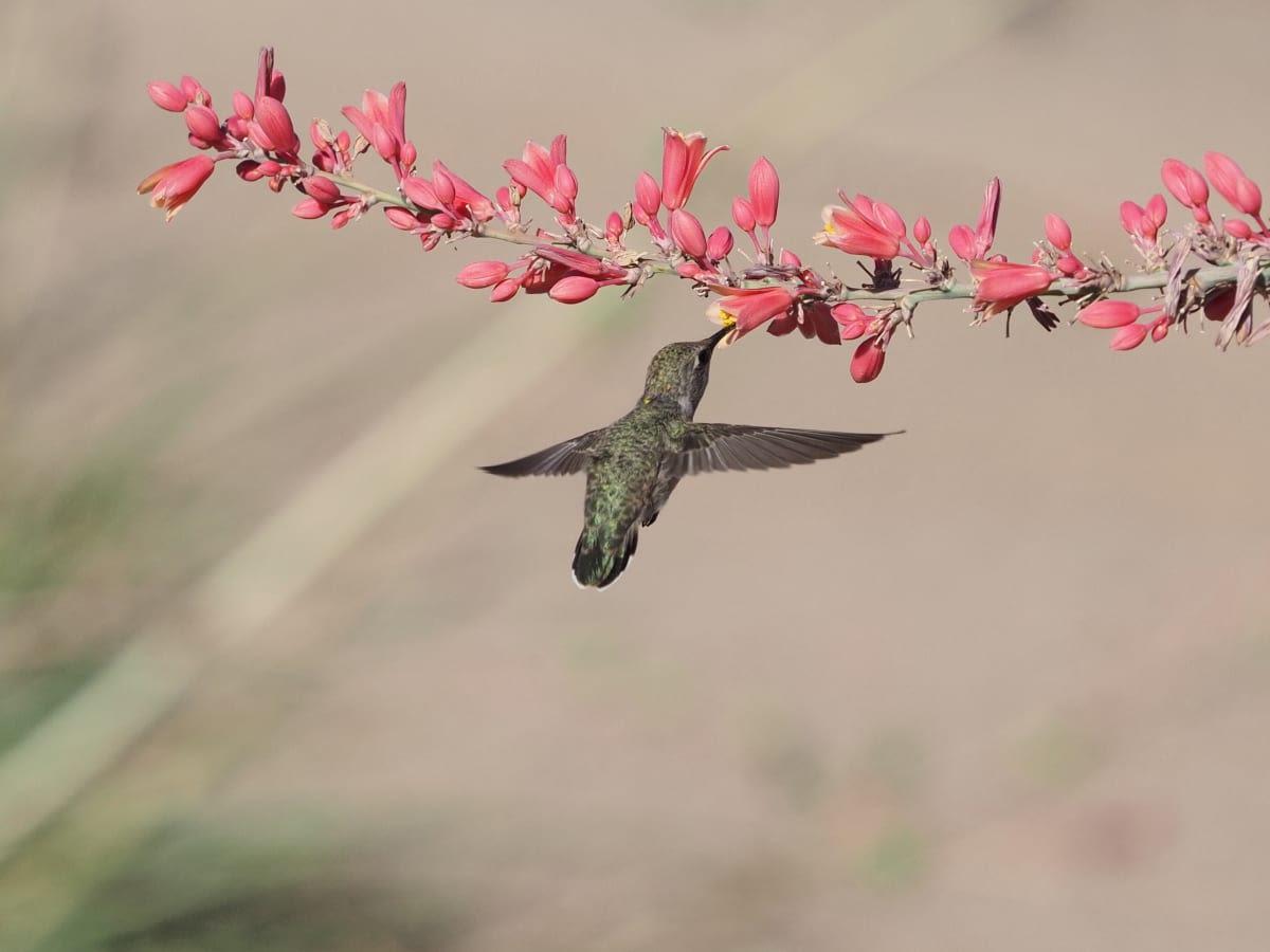 pn/aecc fcdf b d ced