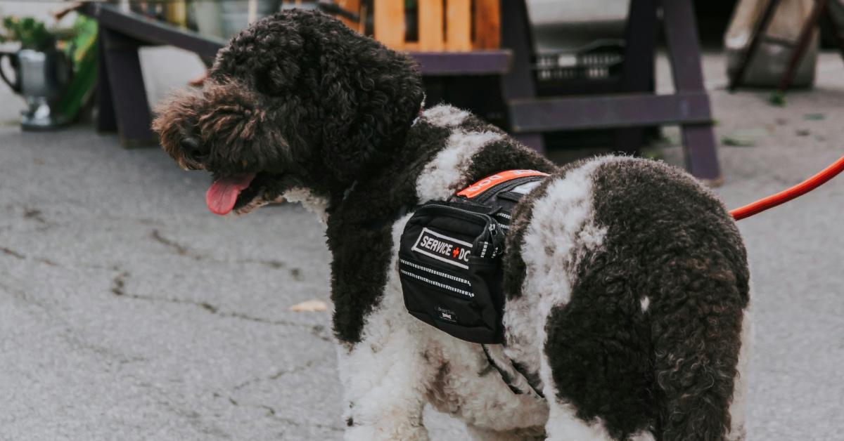 Black and white curly haired dog with a service dog vest on. 