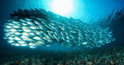 Representational image of a huge shoal of fish appears as sunlight shines through the blue water (Cover Image Source: Pexels | Adiprayago Lliemena)