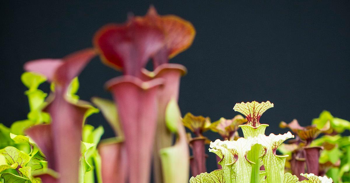 Pitcher plants