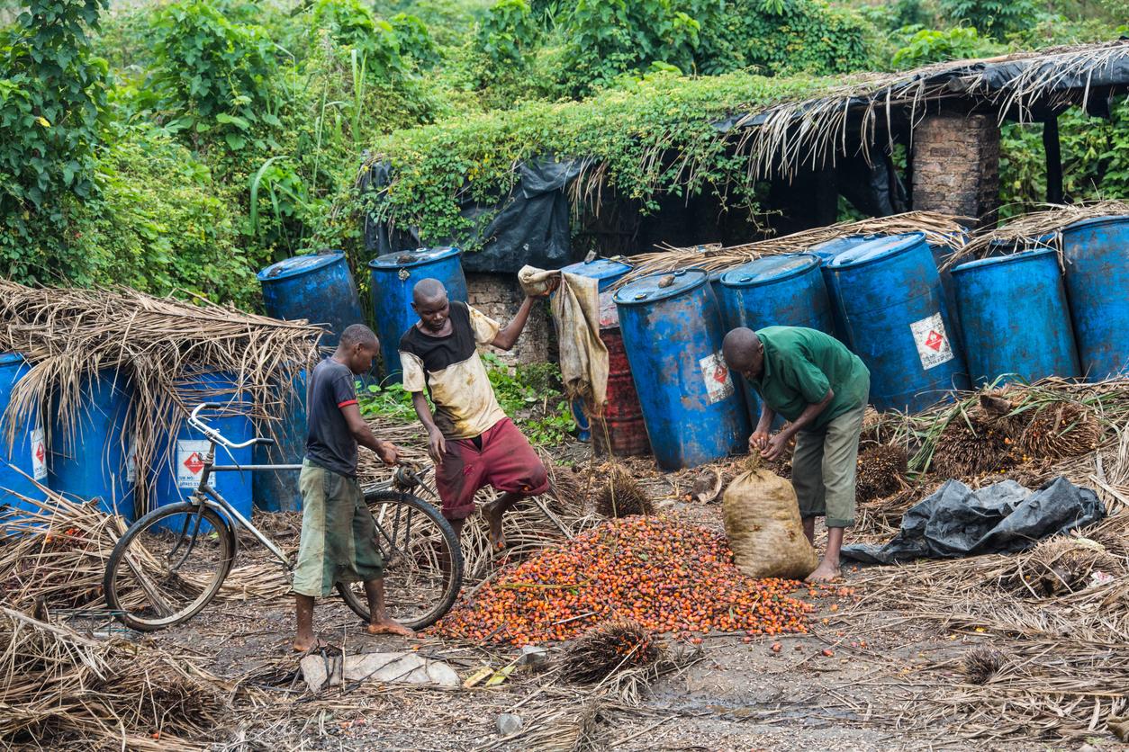 environmentally friendly palm oil production