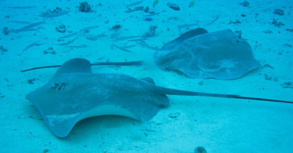 Two stingrays resting on the ocean floor. 