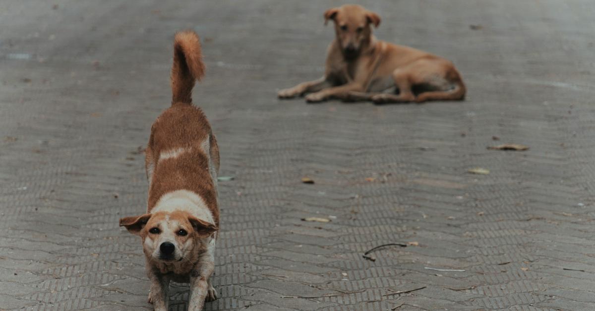 Two dogs laying in the street, the one closest to the camera is bowing. 