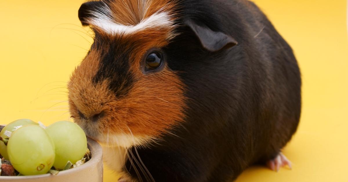 A guinea pig eyeing some green grapes. 