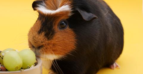 A guinea pig eyeing some green grapes.