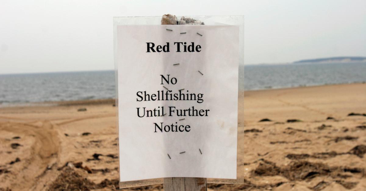 Cape Cod Red Tide