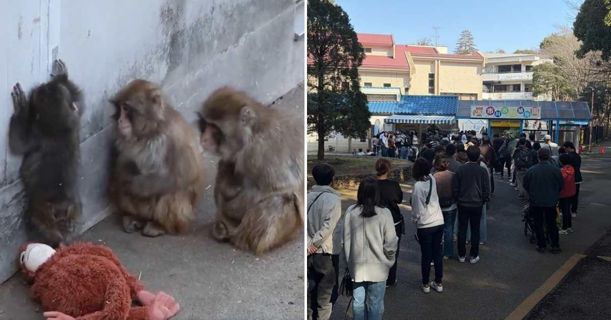 (L) Punch seen with other monkeys in the zoo; (R) People line up at the zoo's entrance to see Punch. (Image Source: @ichikawa_zoo | X)