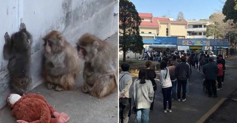 (L) Punch seen with other monkeys in the zoo; (R) People line up at the zoo's entrance to see Punch. (Image Source: @ichikawa_zoo | X)