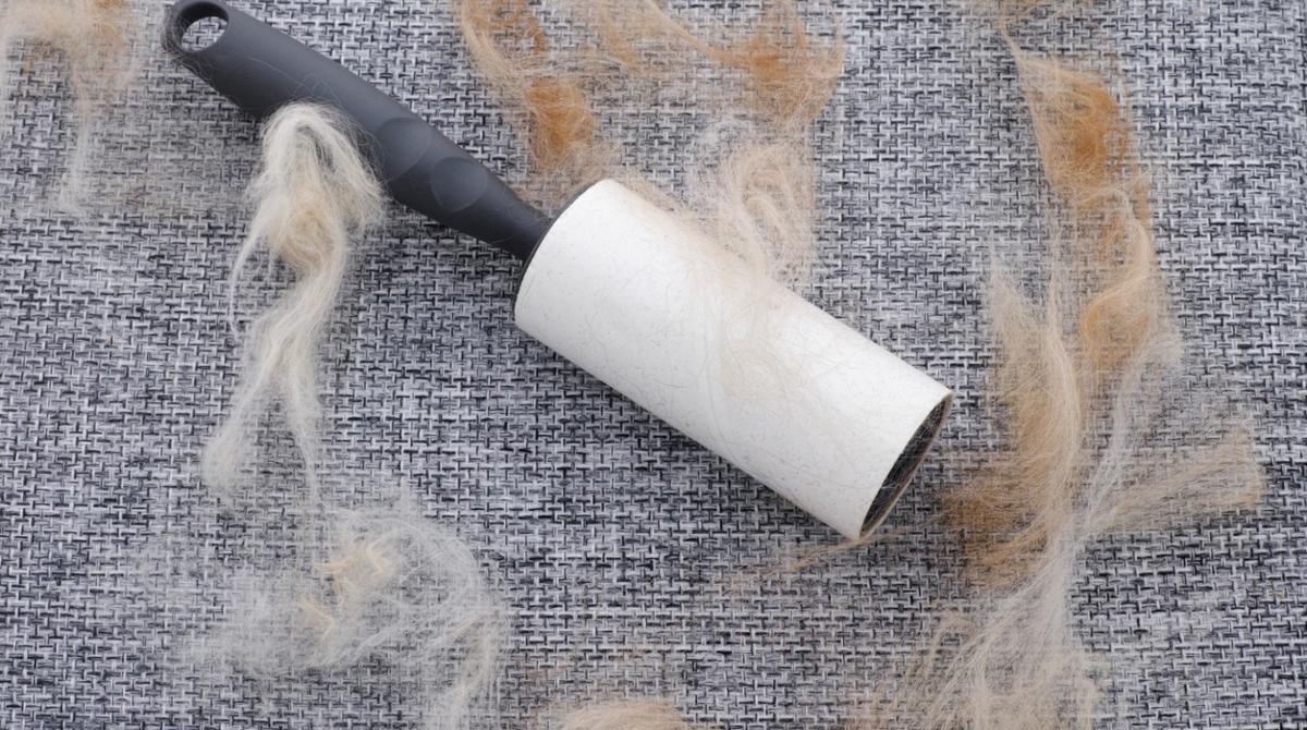 How to Get Dog Hair Out of Your Car