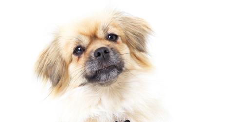 What does it mean when a dog tilts its head?