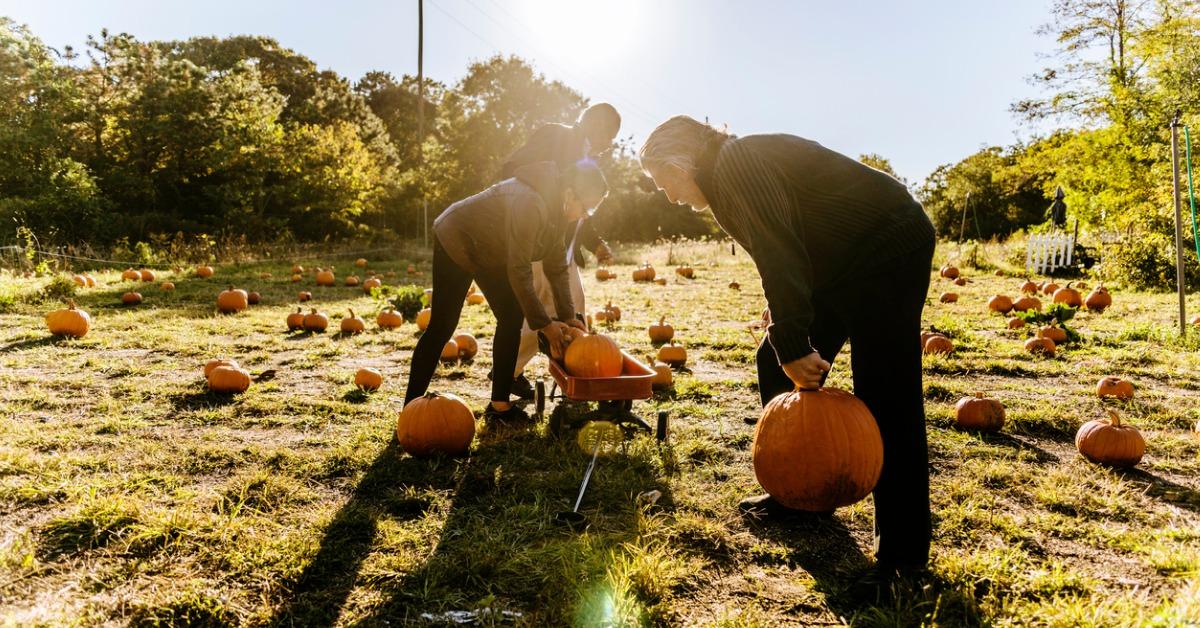 three senior friends picking pumpkins at pumpkin patch picture id