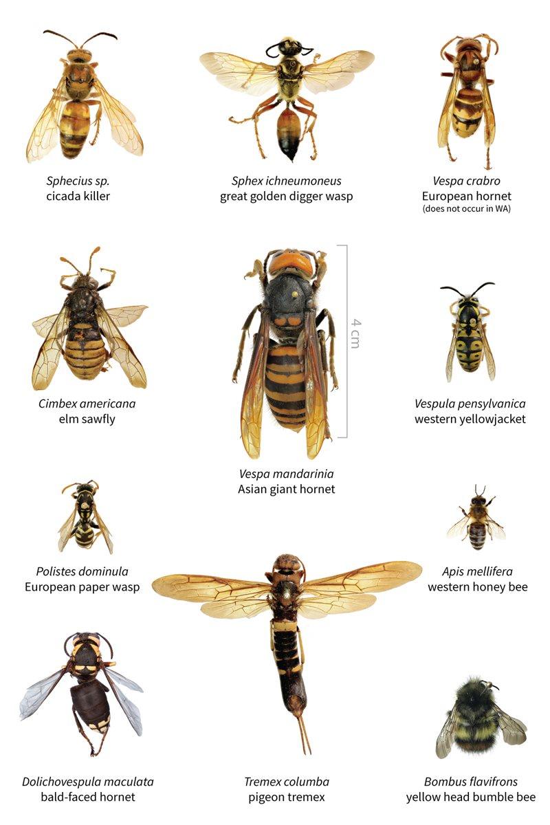 murder hornets us chart