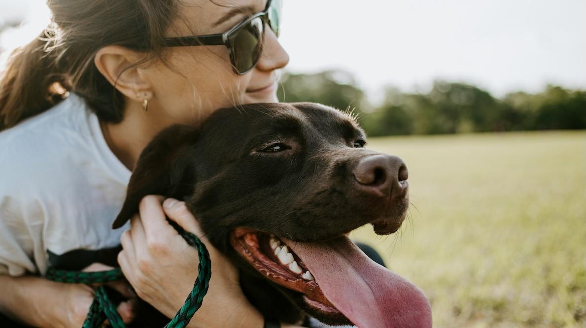 How to Protect Pets From the New World Screwworm