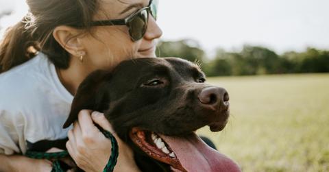 How to Protect Pets From the New World Screwworm