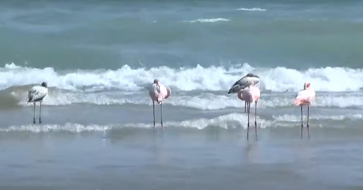 Pink Flamingos in Port Washington, Wisconsin, Stun Locals