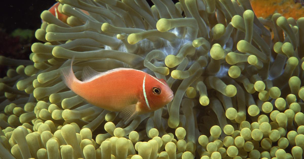 A fish swims happily in an anemone.