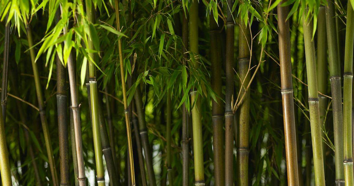 Bamboo grove