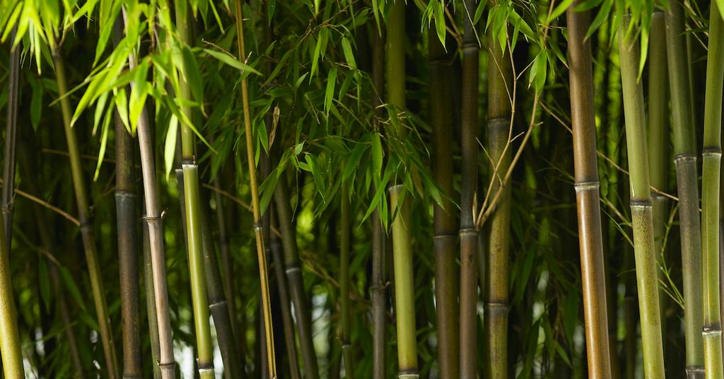 How Eco-Friendly Is Bamboo?