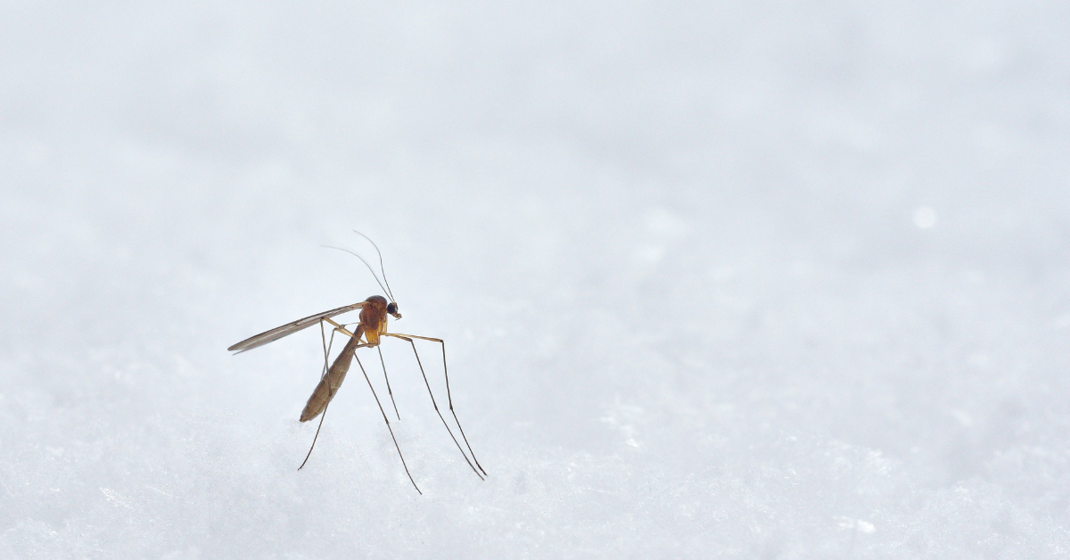 A closeup of a mosquito against a white background