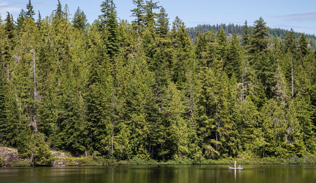 A lake with a person canoeing amid a backdrop of trees 