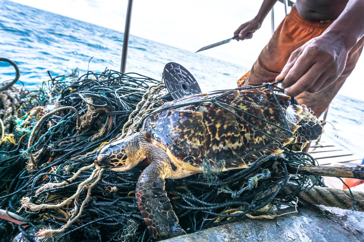 bycatch turtle