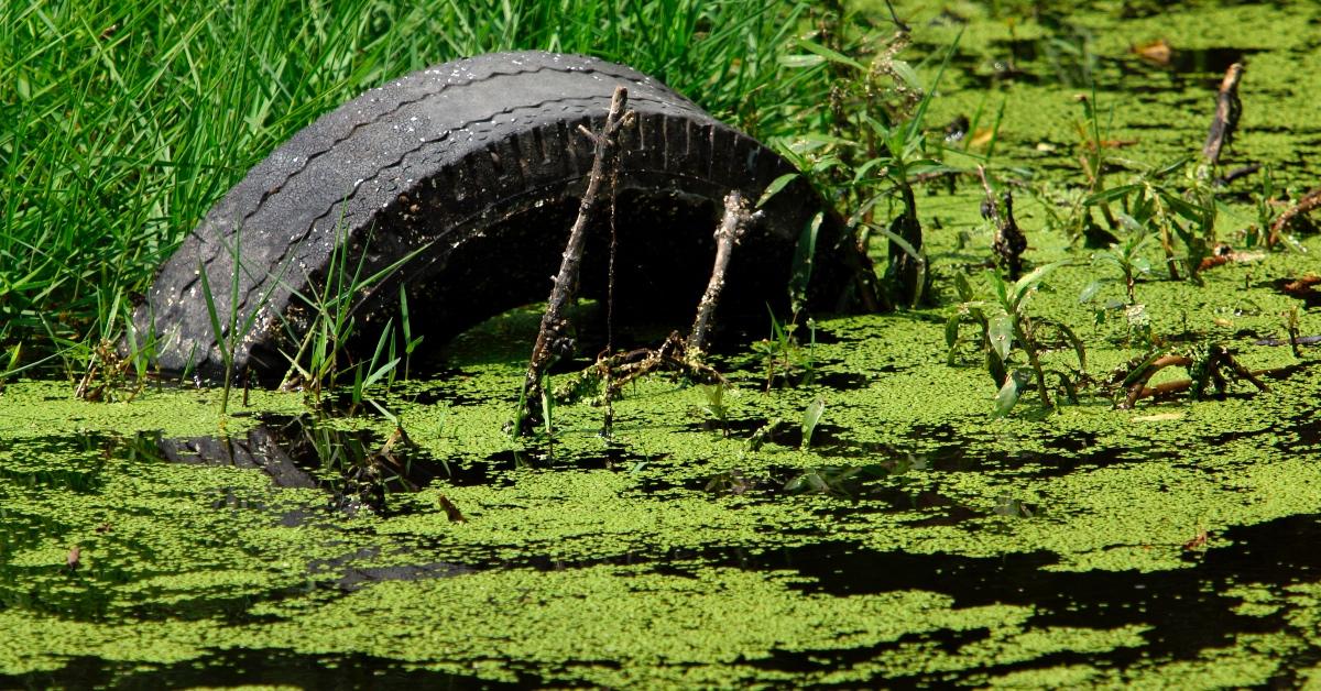 Algae in the wild.