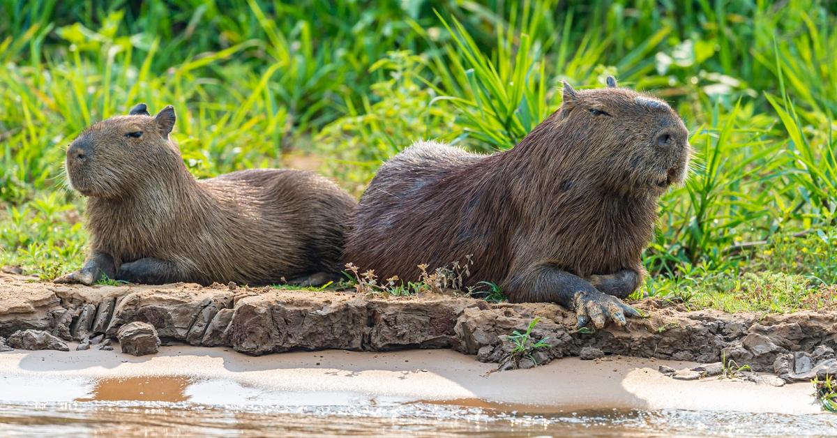 Two capybaras sitting on a bank next to each other. 