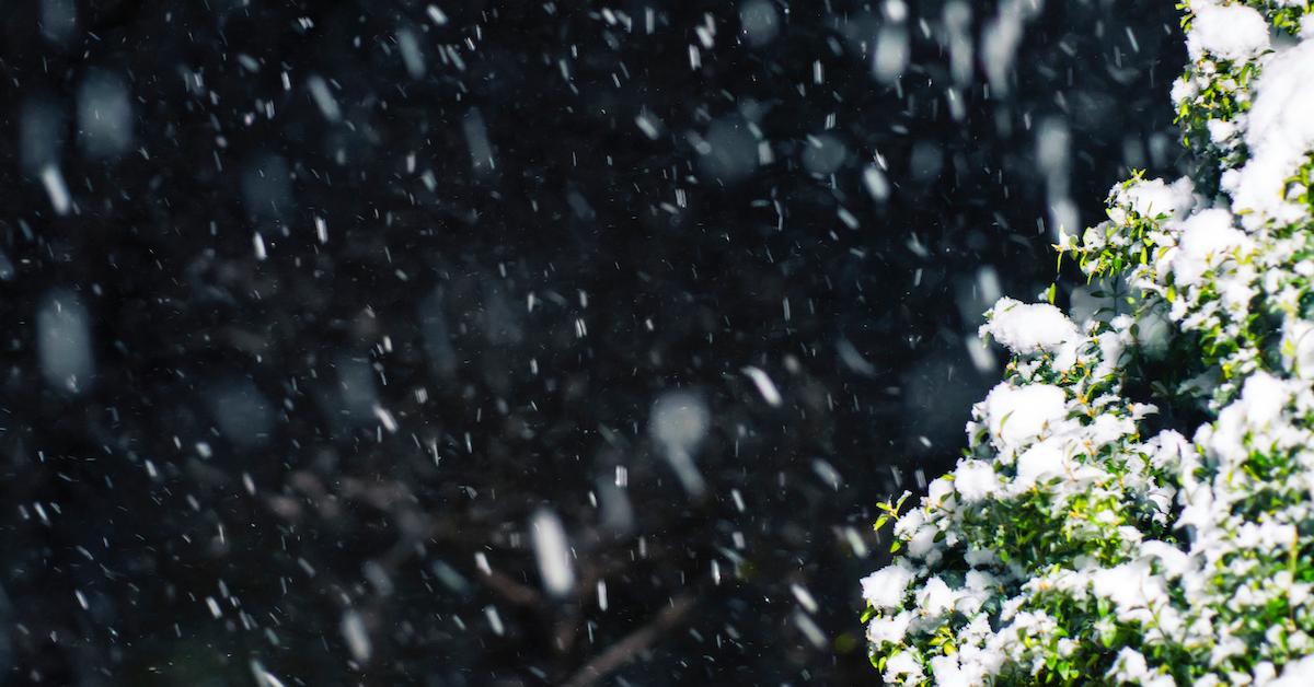 Snow falls at night near a bush